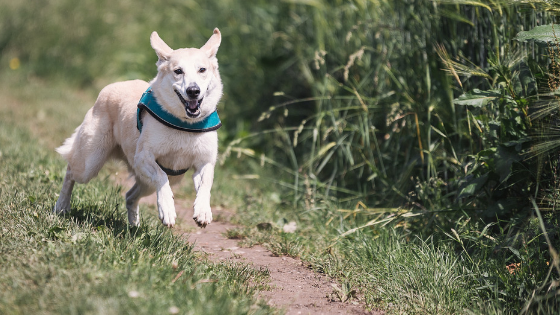 Dog running off-leash on a trail