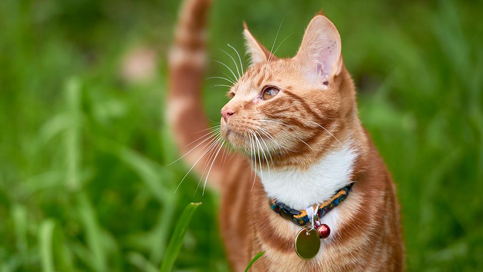 Orange tabby cat wearing a collar outdoors